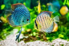 Diàleg de peixos