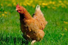 La gallina i els pollets