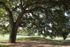 L’arbre dels desigs