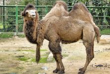 Lliga el camell