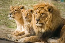 Tres lleons