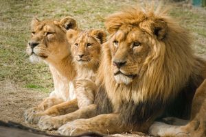 Més informació sobre l'article Tres lleons